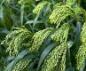 Green Japanese Millet Seed heads